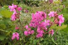 DSCF9003.webp
