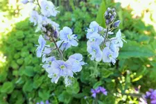 DSCF8908 (2).webp