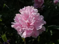 SAM_8055.webp