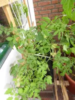 P1050737Himbeerrose.jpg