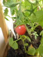 P1050741Himbeerrose.webp
