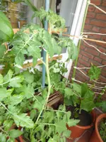 P1050742Ildy.webp