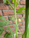 P1050746Johannisbeertomate.jpg