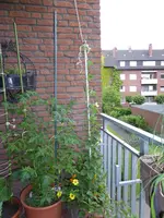 P1050751Schwarzäugige Susanne.webp