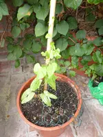 P1050755Prunkwinden.webp