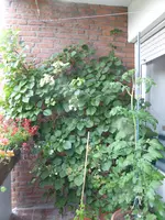 P1050756Hortensie.webp