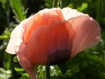 Türkenmohn 07 1.jpg