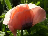Türkenmohn 07 1.webp