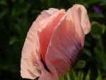 Türkenmohn 07 2.jpg