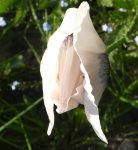 Türkenmohn 08.jpg