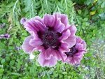 Türkenmohn 11.jpg