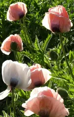 Türkenmohn 12.webp