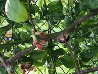 2017-05-31 Hecke Zierquitten1.webp