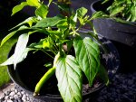 20170601_080429.jpg