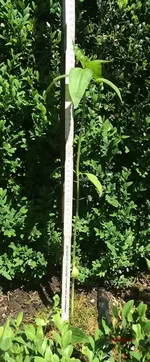 G_Riesen Sonnenblume_0,56m__01.06.2017_mr.ditschy.webp
