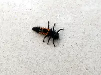 Käfer.webp