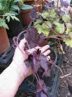 005_600x800.webp