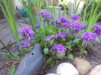 20170601_173234.webp