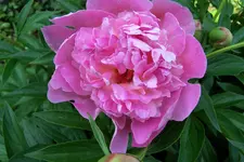 100_4093.JPG