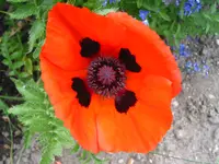 IMG_7818.JPG