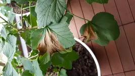 20170601_200114.webp