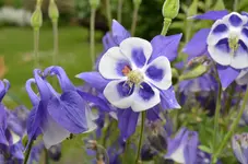 2017-05-31 Akelei.webp