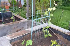 2017-05-23 Luffa HB2.webp