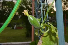 2017-06-01 Luffa Frucht.webp