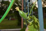 2017-06-01 Luffa Frucht.JPG