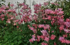 2017pink01.webp