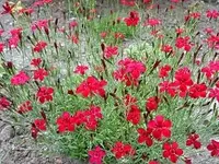 Heidenelke 01.webp