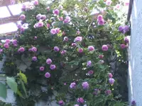 BILD6793.webp