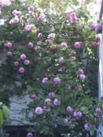 BILD6794.webp