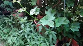 03_20170602_133644_resized.webp