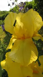 IMG_7334.jpg