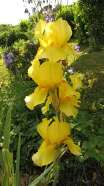 IMG_7332.jpg
