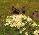 IMG_7335A.jpg