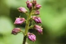 _MG_2728-1.webp