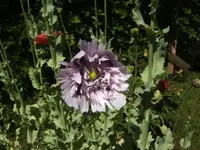 BILD6801.webp