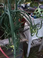 2017-06-01_Etagenzwiebel.webp 2017-06-01_Etagenzwiebel.webp