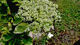kletterhortensie.miranda.-.hydrangea.petiolaris.miranda_0007.jpg
