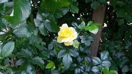 27_20170602_133326_resized.webp