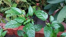 16_20170602_133847_resized.webp