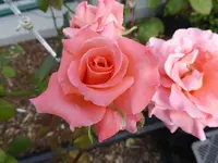 P1030331.webp