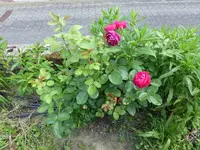 P1030337.webp