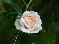 P1030468.webp