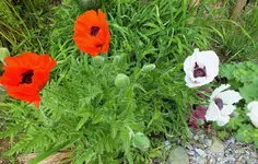 DSCF9022 (3).webp