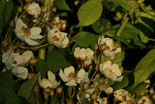 Rosa multiflora_Blüte_bloom_weiss_grün_sunset_800.JPG