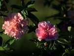 Rosa majalis Foecundissima_Blüte_bloom_sunset_800.JPG