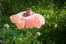 DSCF9044 (2).webp